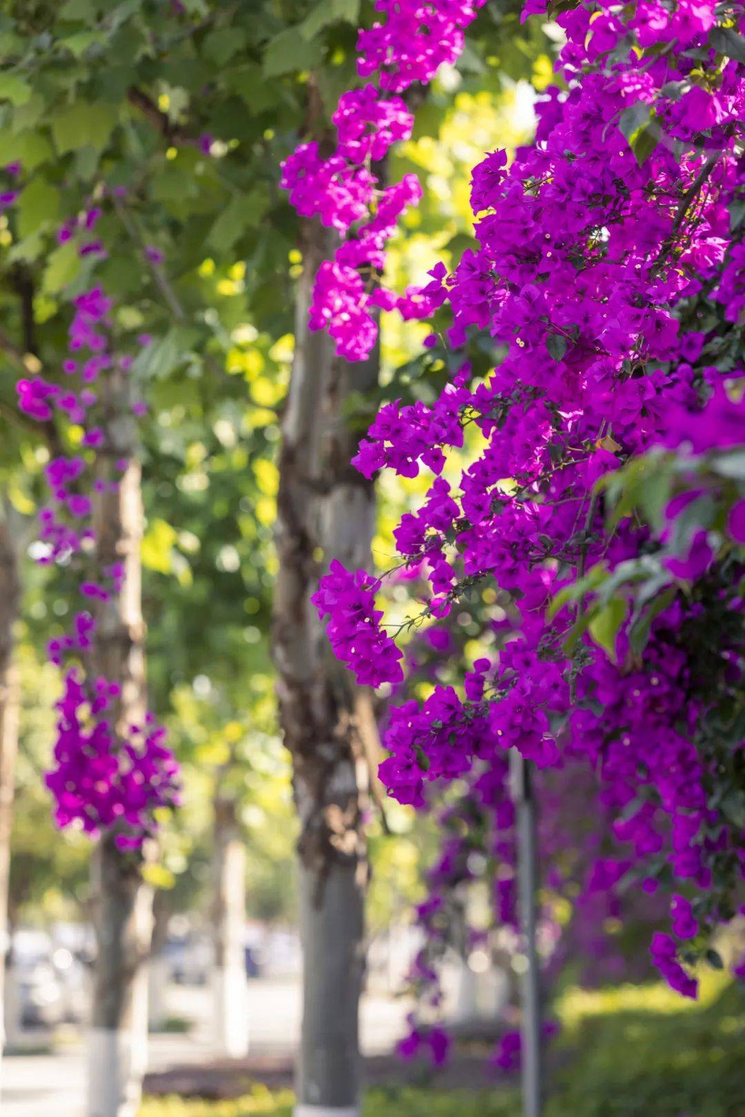 御临河畔蓝花楹浪漫绽放_紫色_两江_新城