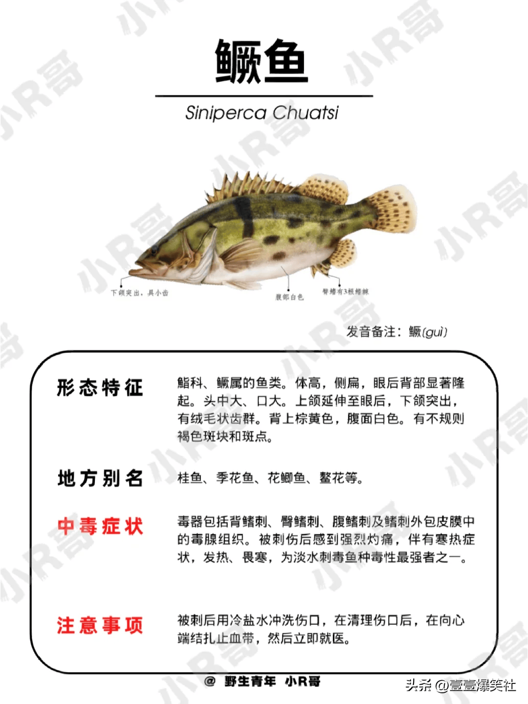 遇到这些鱼要小心了,那些常见有毒的鱼儿,不知道的收藏起来细看