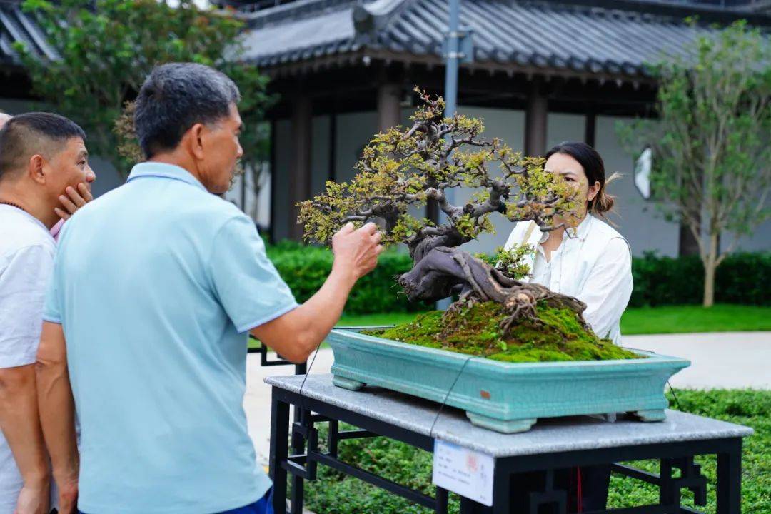 【招募】匠心巧筑 · 学无止"景"——岭南盆景制作体验活动开始报名啦