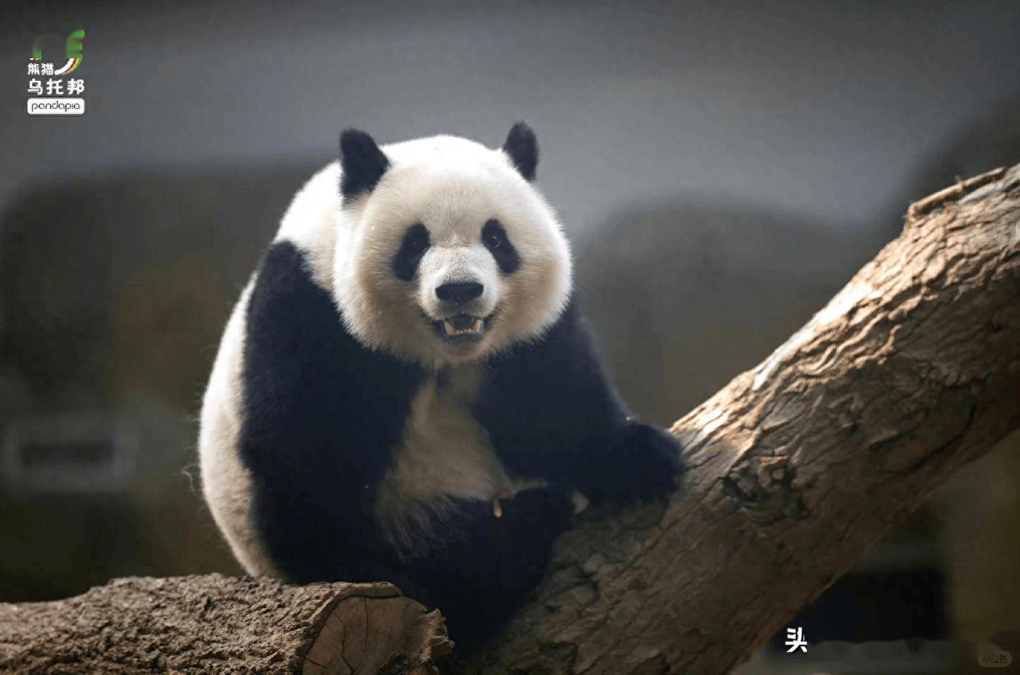 北辰你再不合班,文静真被茶百道家的少爷抢走啦_娇毅_妹妹_大熊猫