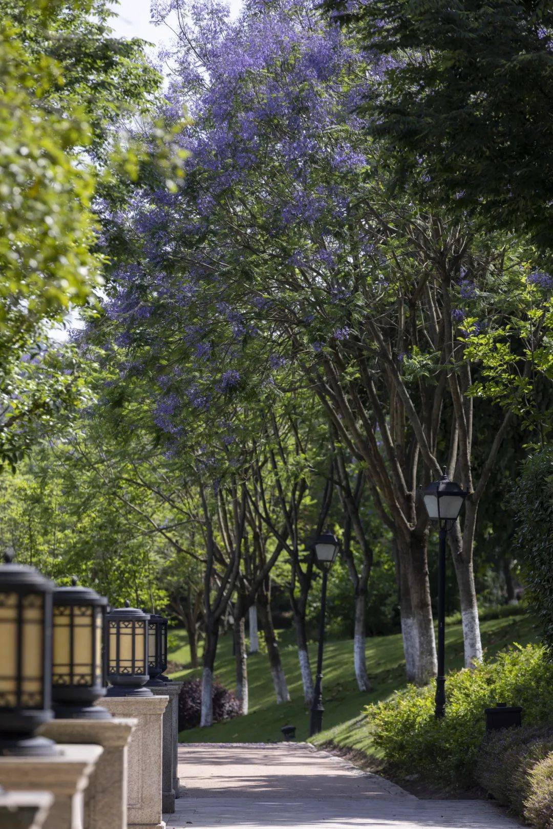 邂逅初夏之美!御临河畔蓝花楹浪漫绽放