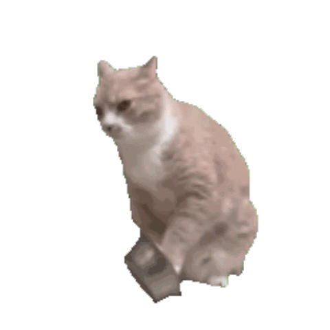 科普 | 最近经常刷到的“猫meme”究竟是什么梗？_语言_何自然_猫猫