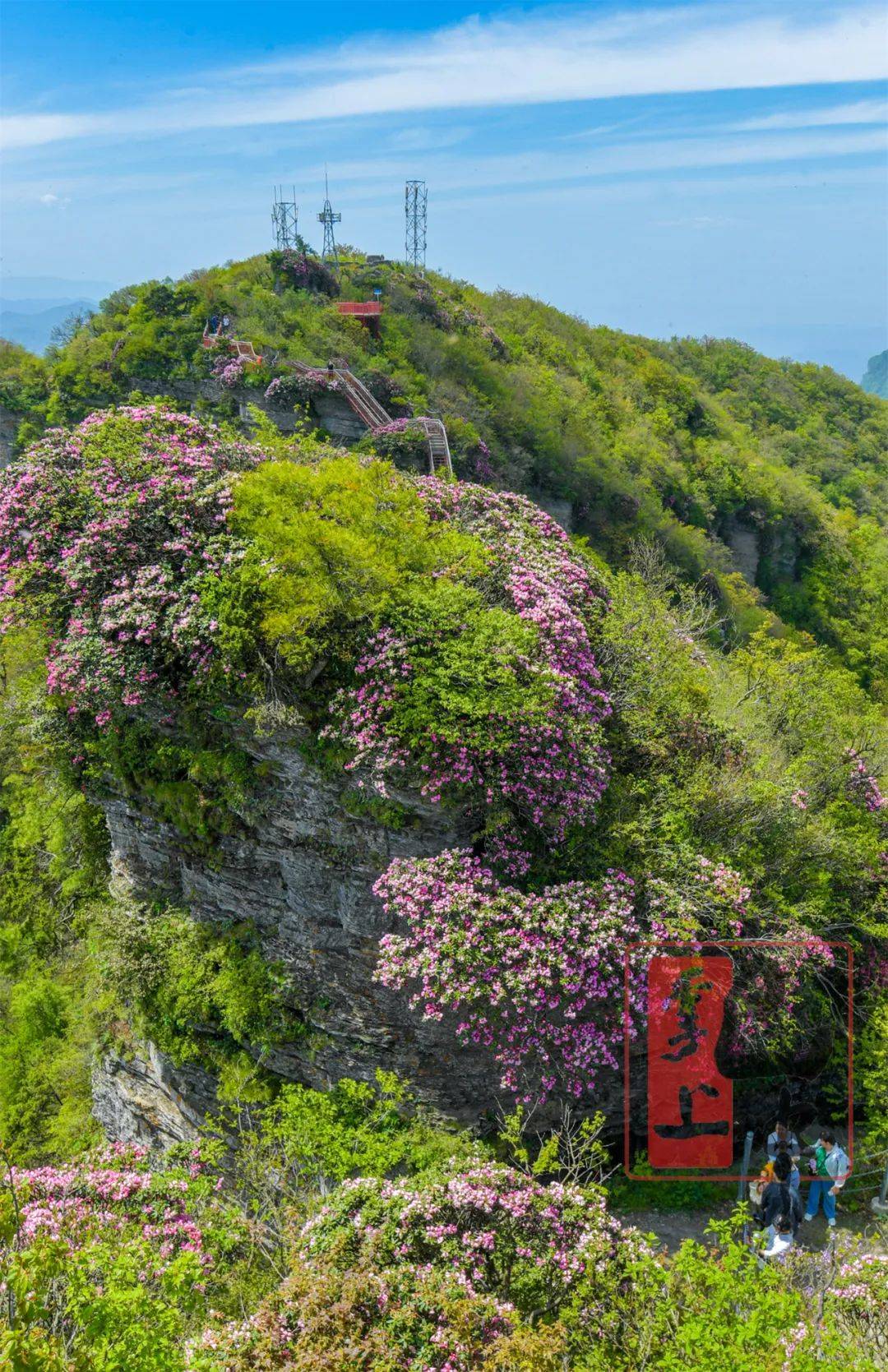 【文图 视频】光雾山杜鹃盛花期来了