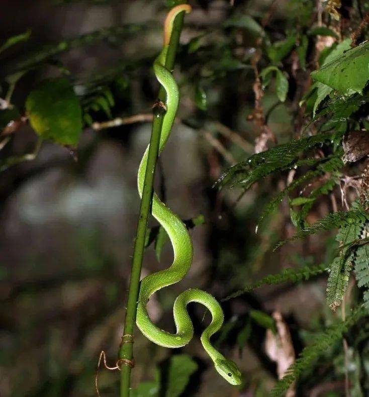 蛇出没!梅州又有人被这种毒蛇咬伤