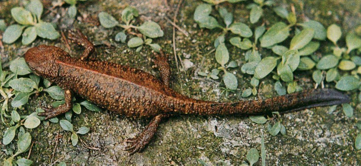 "最美家乡河"惊现"四脚怪鱼", 暗示了什么?