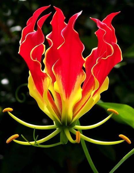 兰花_花朵_栽培