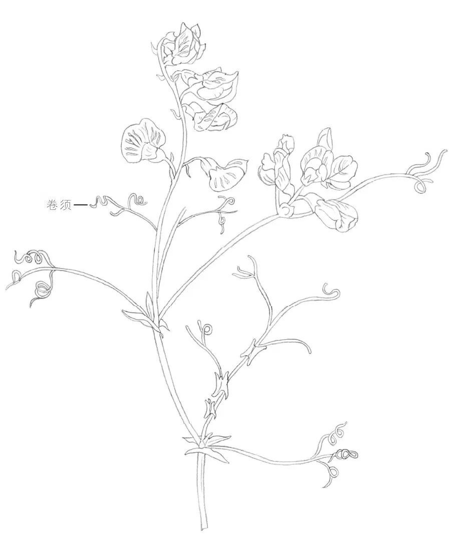 【国画教程】 白描花卉【锦带花】【豌豆花】线描画法示范
