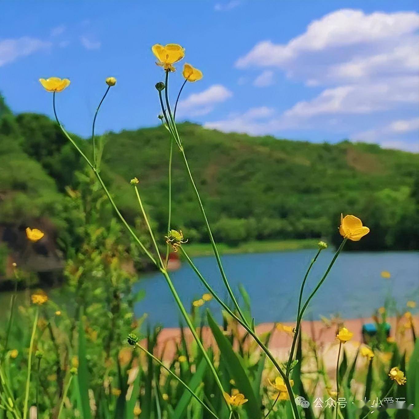 夏天风景图真实图片