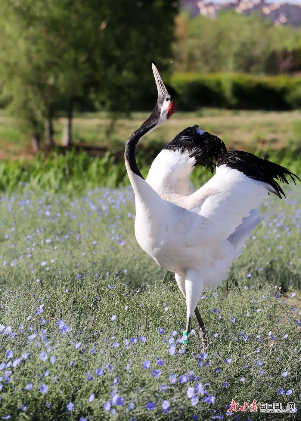 【镜观陇原】丹顶鹤湿地弄清影 夏日张掖处处是景_甘肃省_公园_摄影