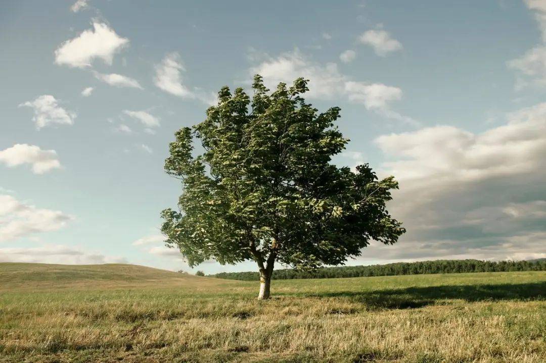 三毛说: 如果有来生,要做一棵树,站成永恒
