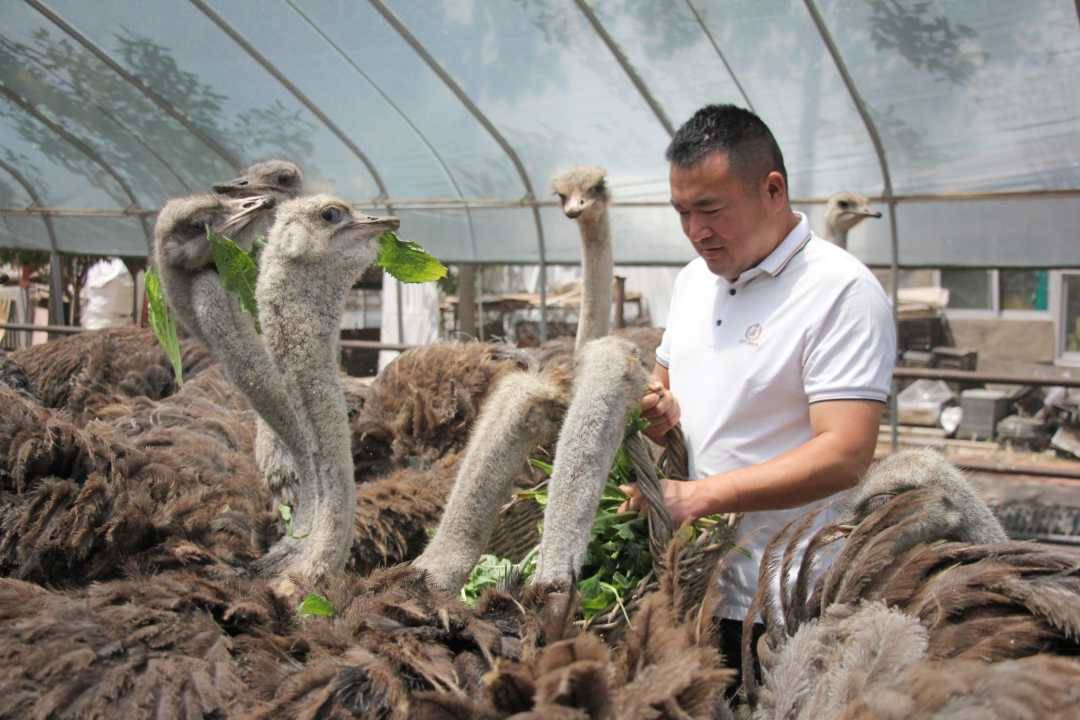 邵群峰 摄邓轩鸵鸟养殖基地. 邵群峰 摄