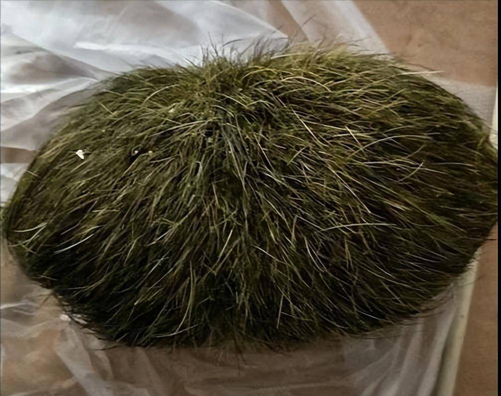 福建村民杀猪时掏出"怪蛋",通体绿毛值600万?专家:这不是猪宝