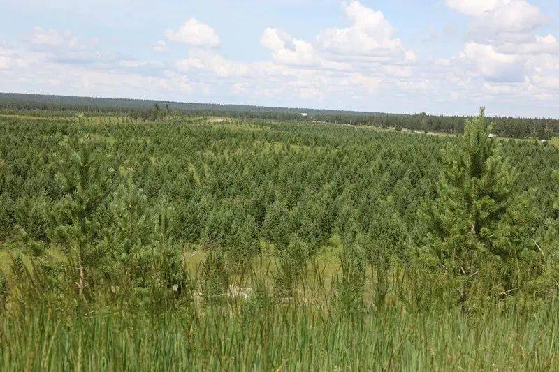 看点 | 今年内蒙古已完成防沙治沙任务604万亩