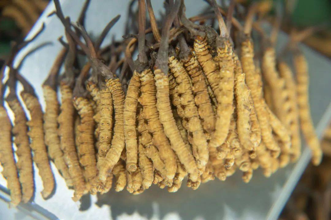 "天价虫草"内幕被曝光,这个虫草姑娘一番话让人恍然大悟