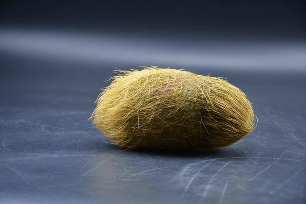 福建村民杀猪时掏出"怪蛋",通体绿毛值600万?专家:这不是猪宝