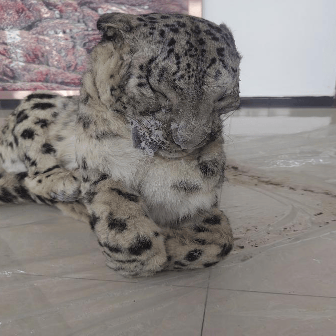 青海破获一起危害珍贵,濒危野生动物案_公安局_同德县_国家