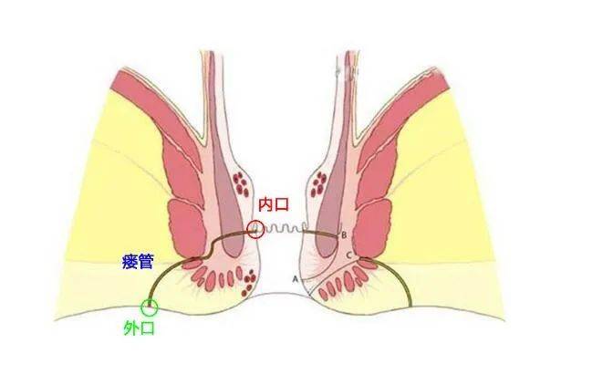 肛门括约肌解剖结构图片