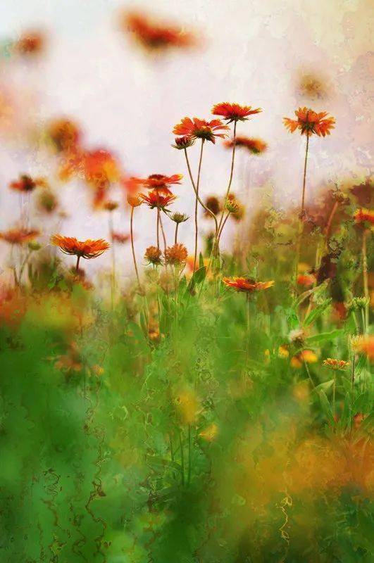 朗诵| 心若丰盈,人生处处皆风景_生活_心灵_从容