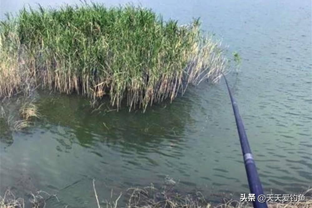 野钓草鱼技术要点:气温升高草鱼上浮,钓浮才是正钓