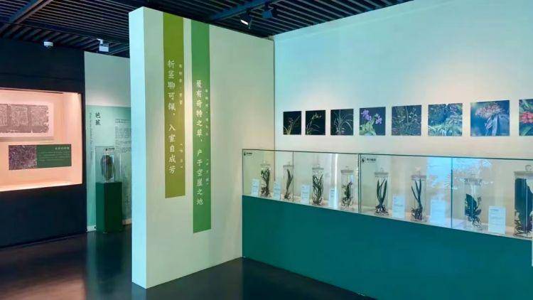 国际博物馆日 | "草木语:中古图像中的植物世界"展亮相深博,"南国草木