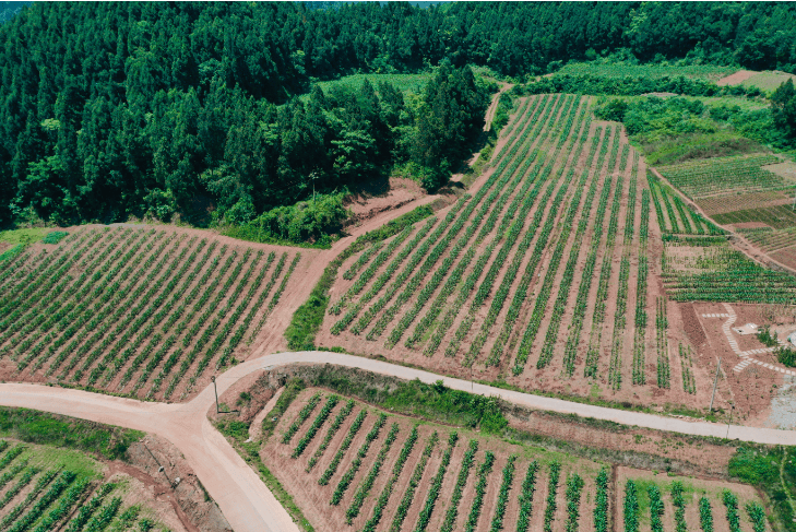 四川遂宁安居石洞镇亭子坝村玉米大豆复合种植基地回乡十年离不开家人