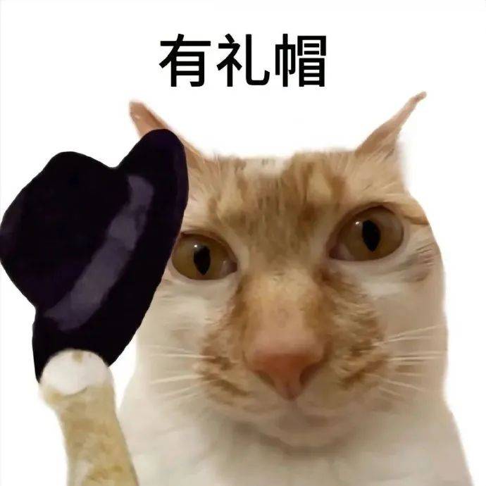 白底小猫表情包