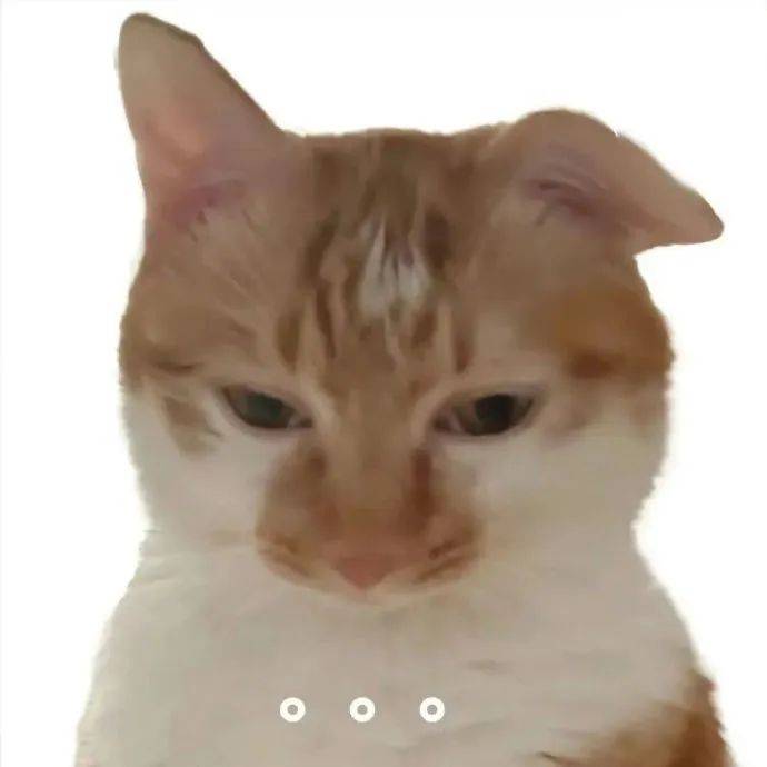 白底小猫表情包