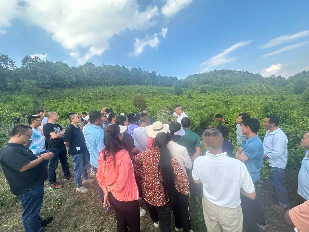 【乡村振兴】凤山镇举行茶叶技能培训 助力乡村产业振兴