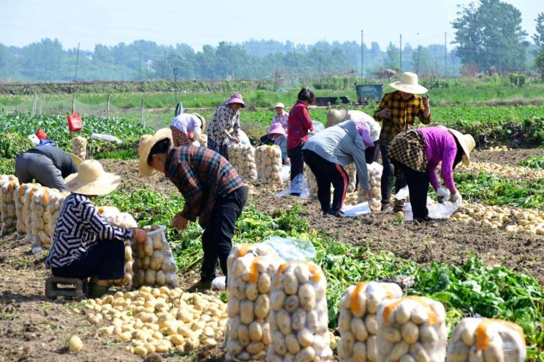 薯不胜收!这里的金豆豆丰收啦