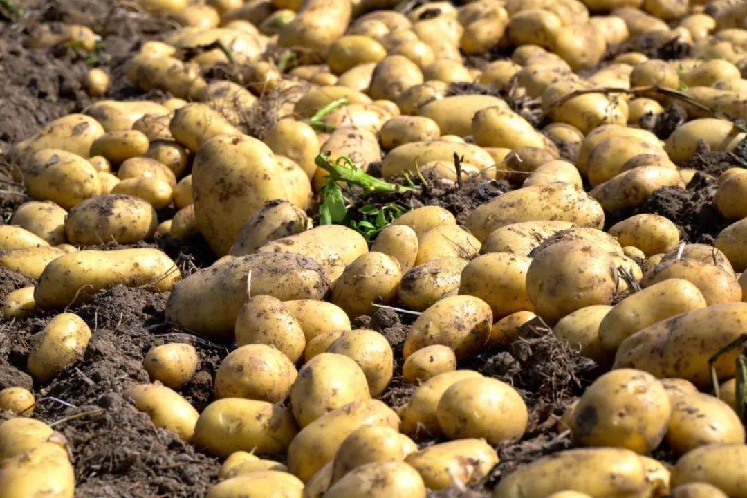 "薯"不胜收!这里的"金豆豆"丰收啦