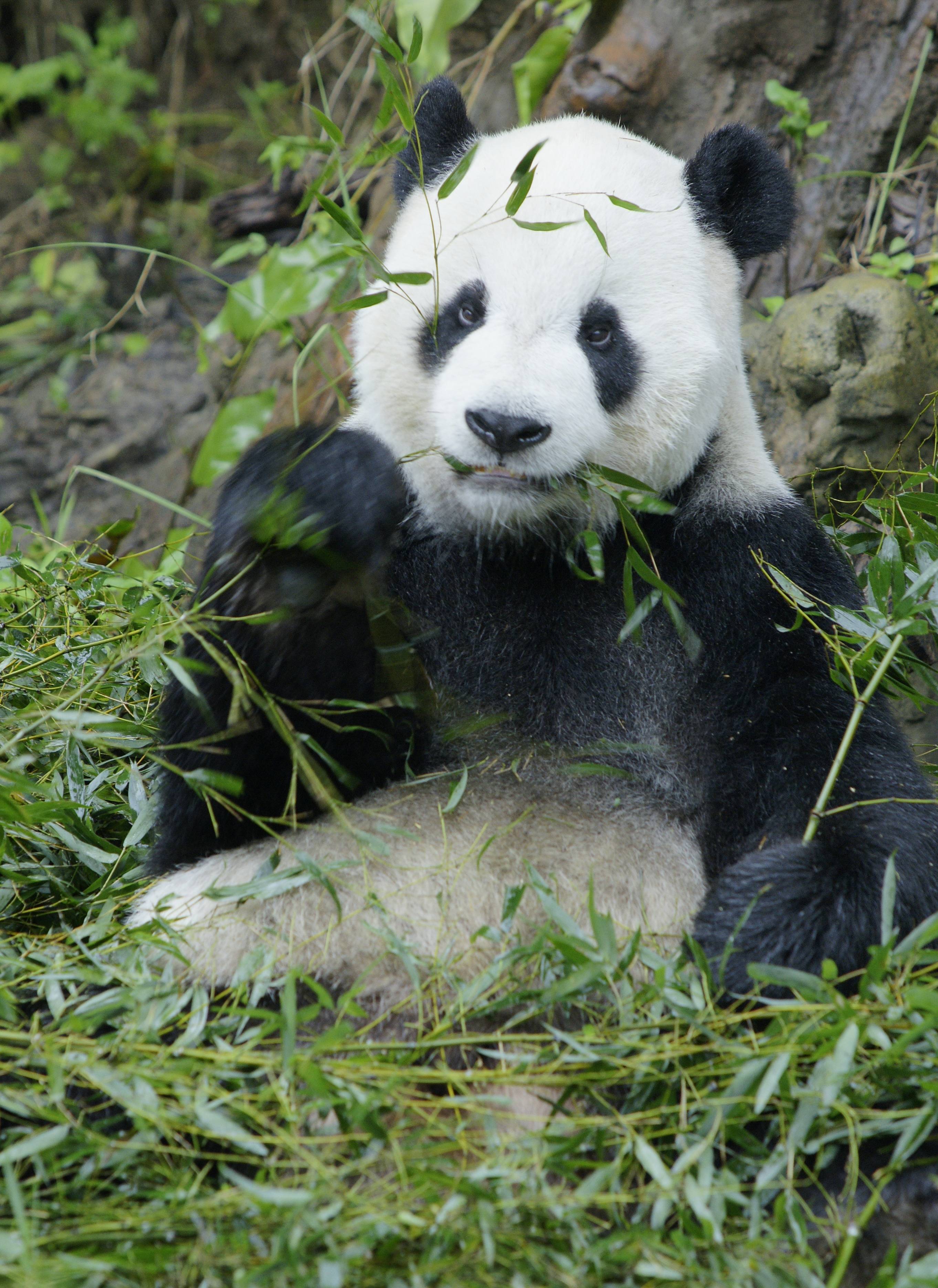 大熊猫团团标本在台北动物园展出