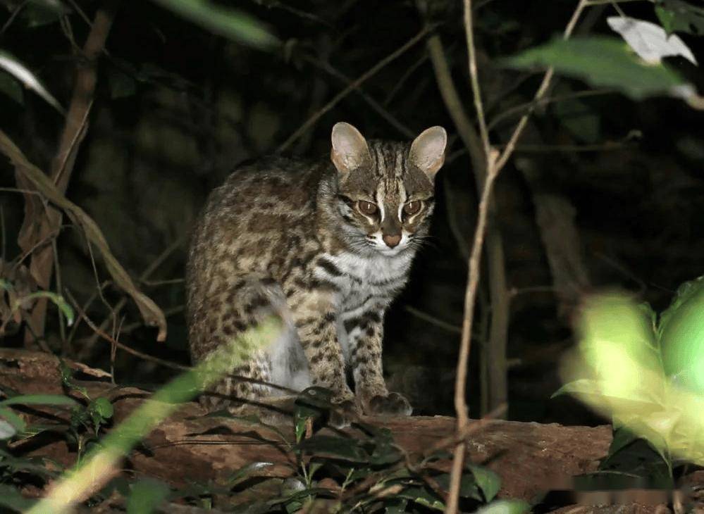 云南元江发现"石虎",性情凶猛残暴,跑到村民家中咬死30多只鸡