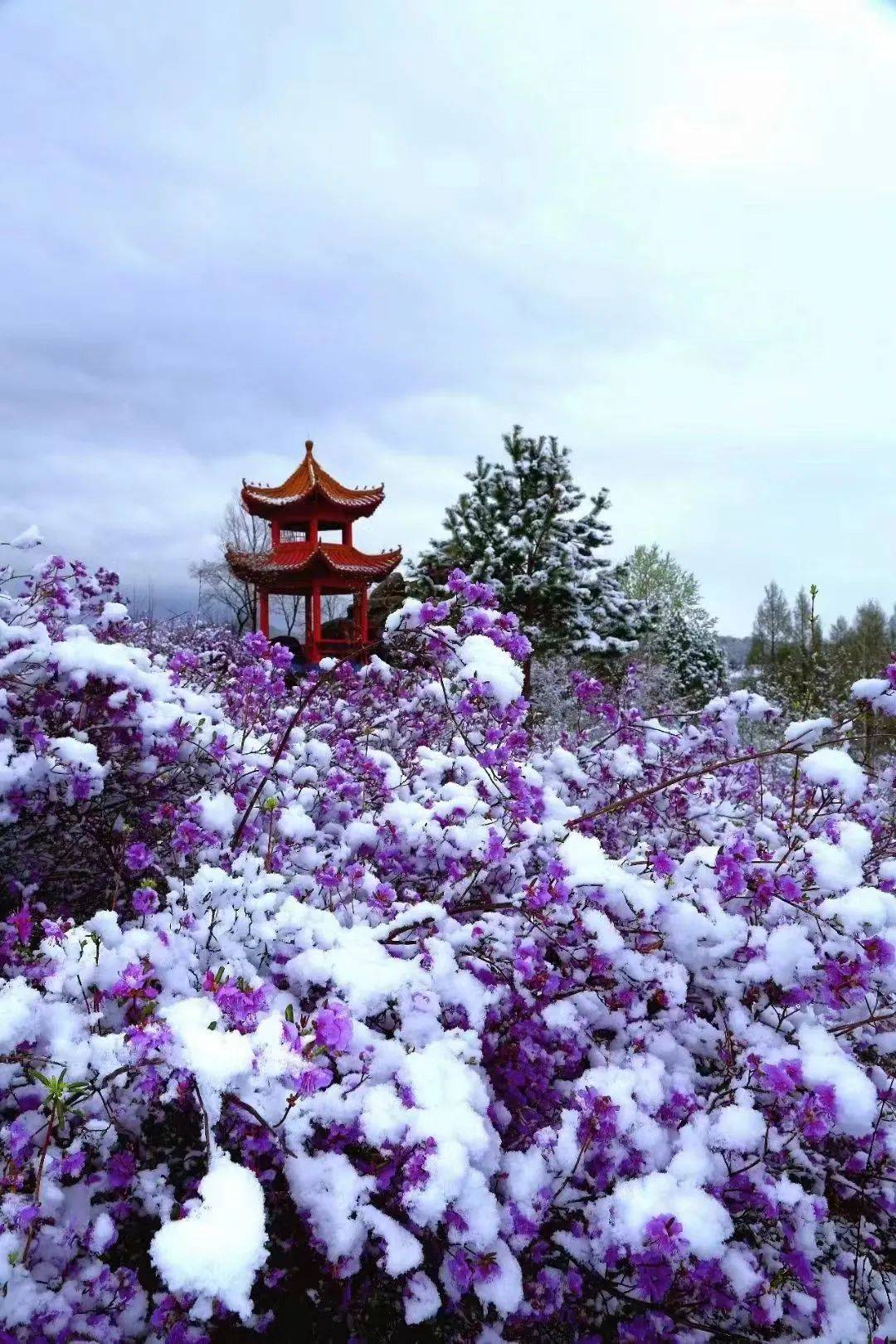 四季林海 多彩雪原 ——山市笔架山风景四季林海 多彩雪原——海浪