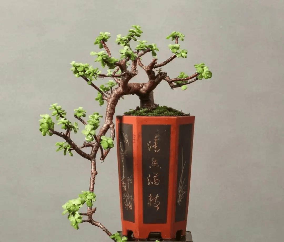 5月,6月养金枝玉叶,做好"3怕3喜",长得快,易成"精品老桩"