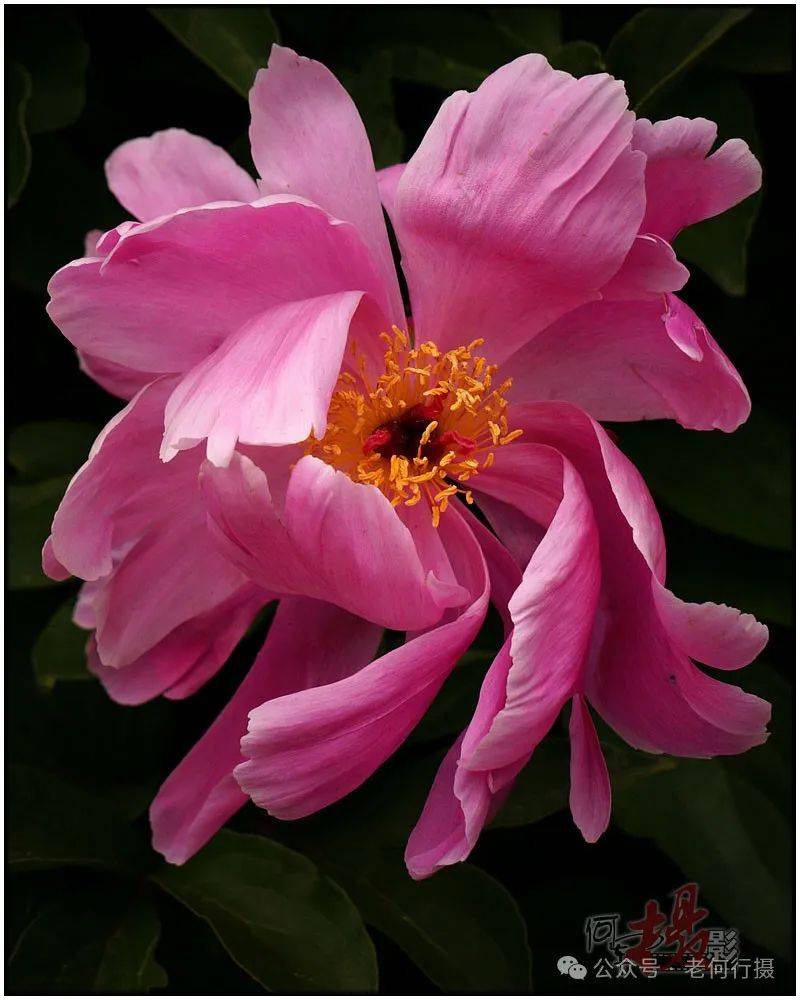 从摄影角度我更喜欢拍摄单瓣花,最主要的原因是单瓣花透光性强于重曝