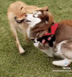 因狗狗行车不规范,导致了重大交通事故,现场真的很"惨烈"!