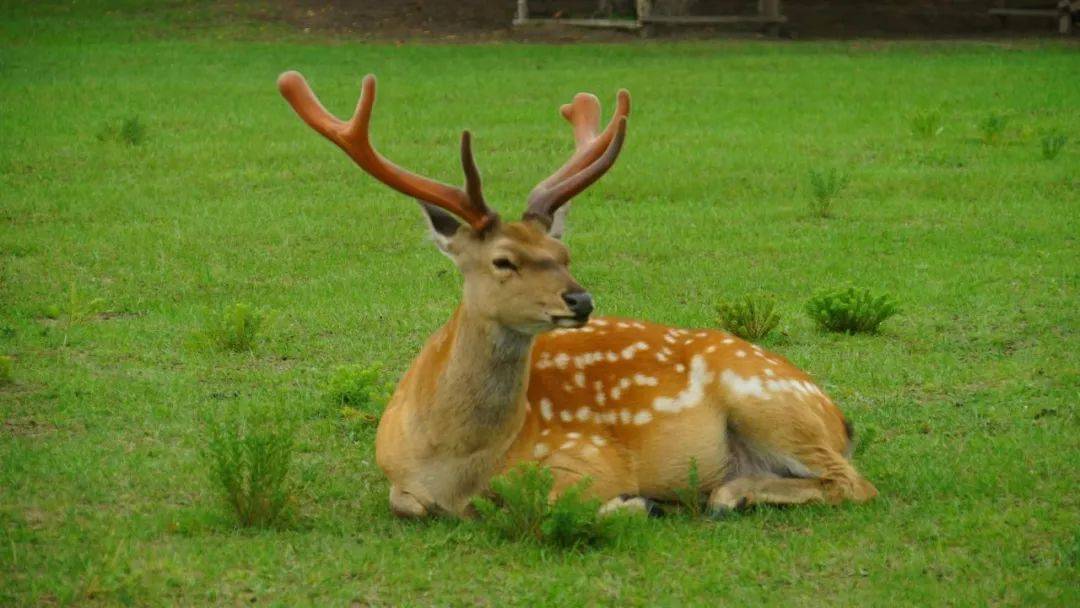 奔赴辽阔与星河,撒欢放松过夏天~_草原_互动_自然