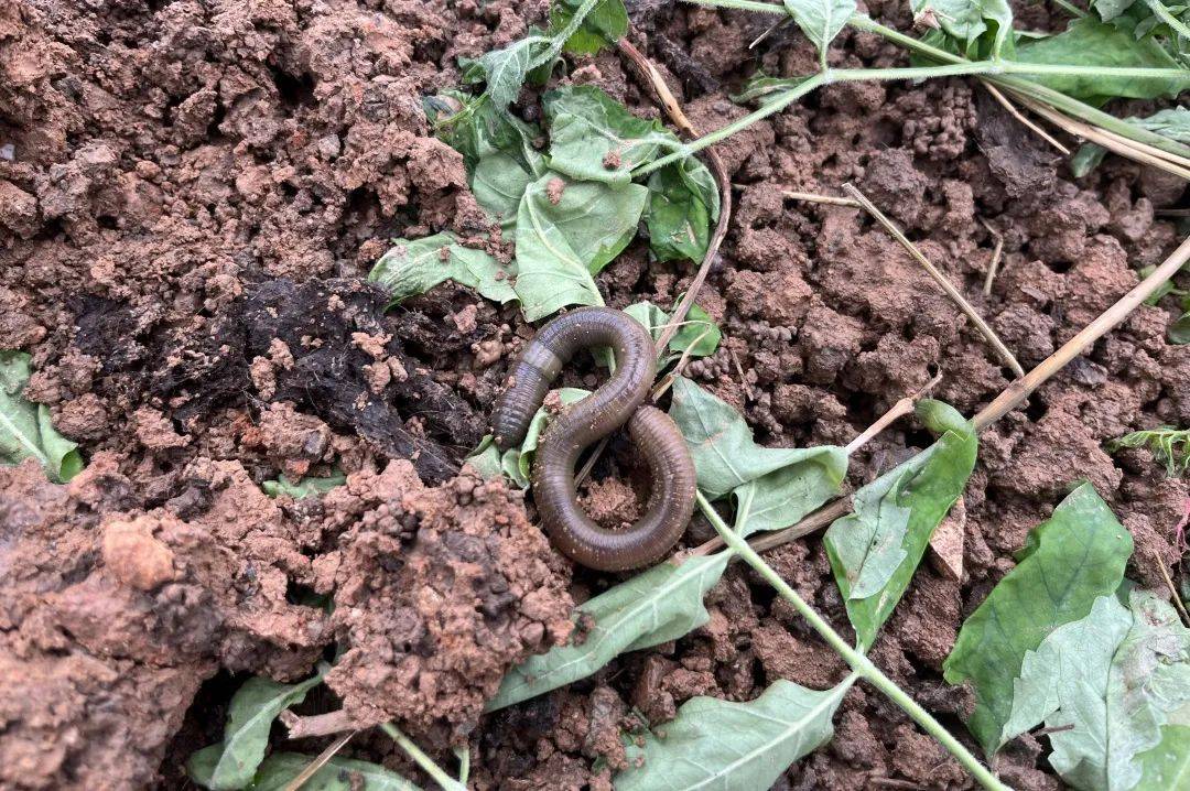 看,这个村养"地龙"土里生金!