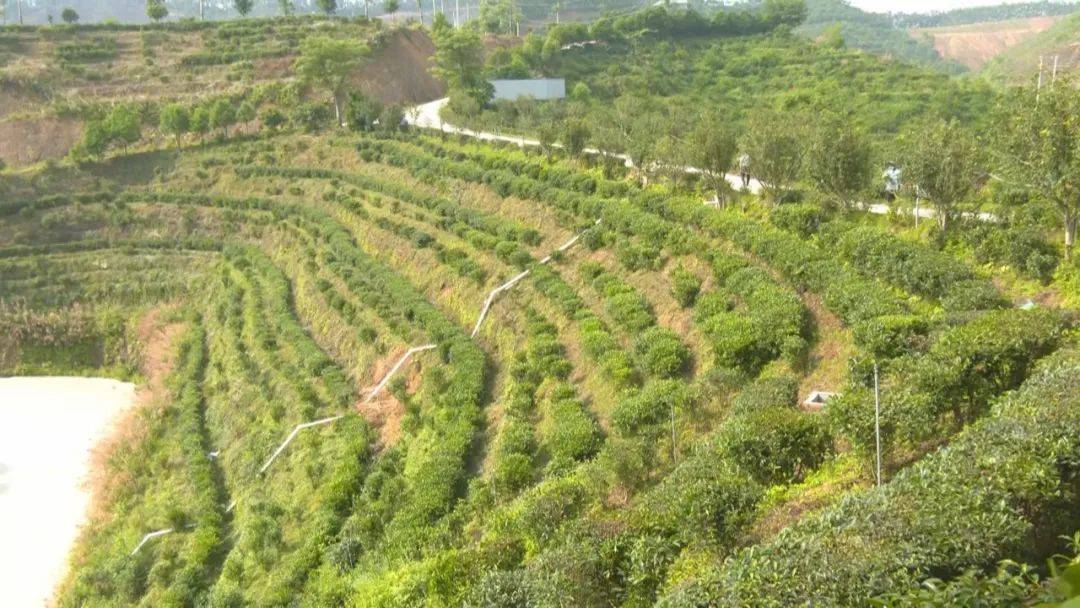 【梧州新闻报道】长洲区:培育新质生产力 推进六堡茶产业高质量发展