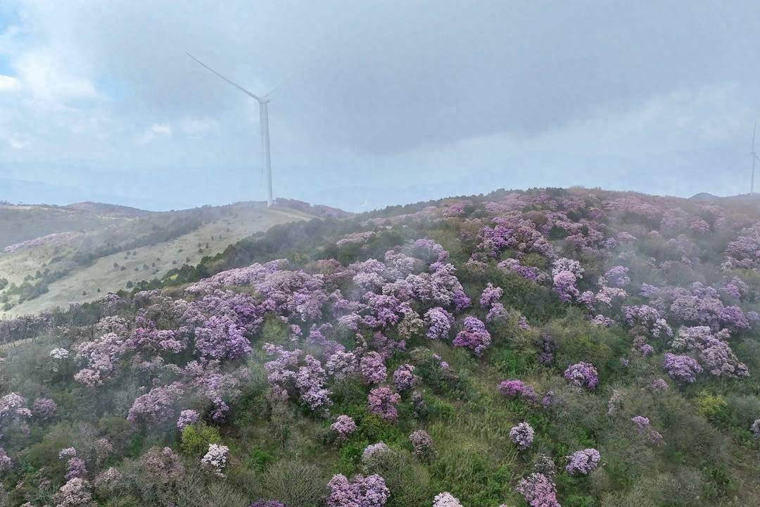 花开成海！四川凉山金阳县10万亩索玛花进入盛花期丨图集