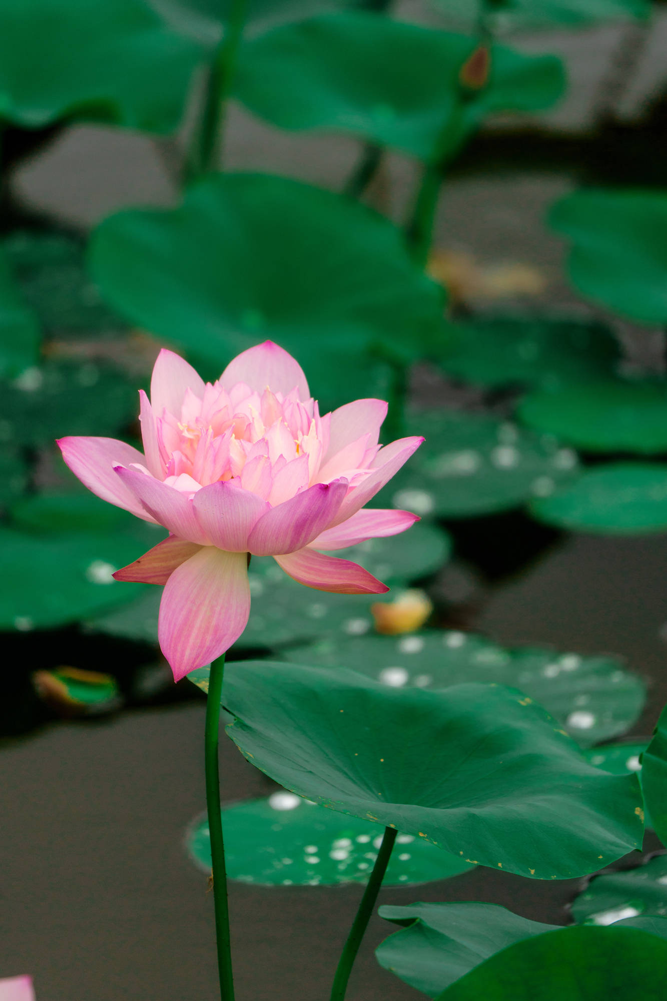 🌸【澳门一肖一码100准免费资料】🌸_经济观察｜多个一线城市跟进新政，楼市活跃度提升