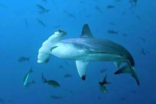 鲨鱼都是什么样子的呢?是血盆大口,锋利牙齿划过水面的背鳍?