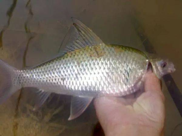 此鱼优美的体形,惊人的爆发力,深受广大钓友的青睐