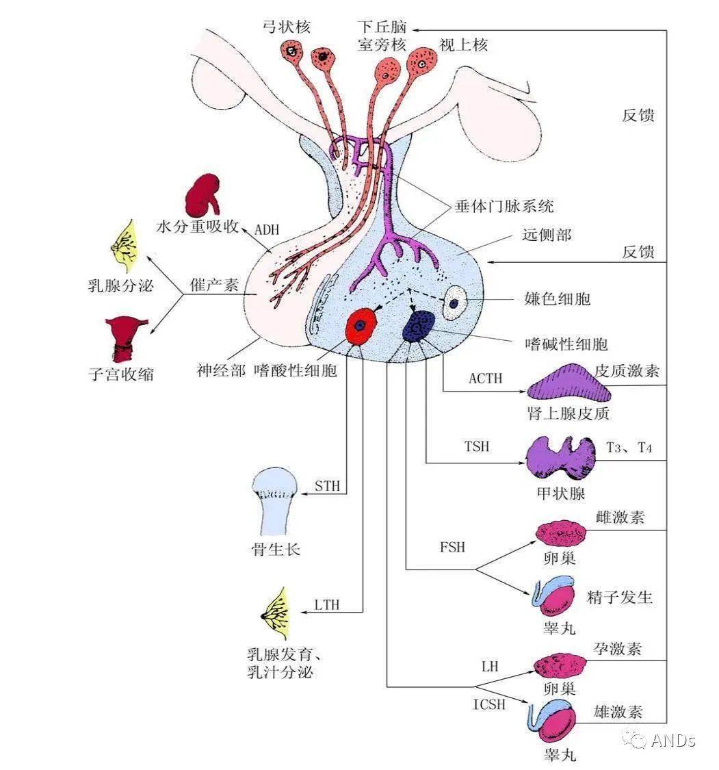 下丘脑分区图片