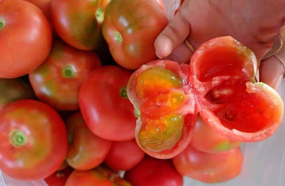 铜山瓜果熟了,等你来摘