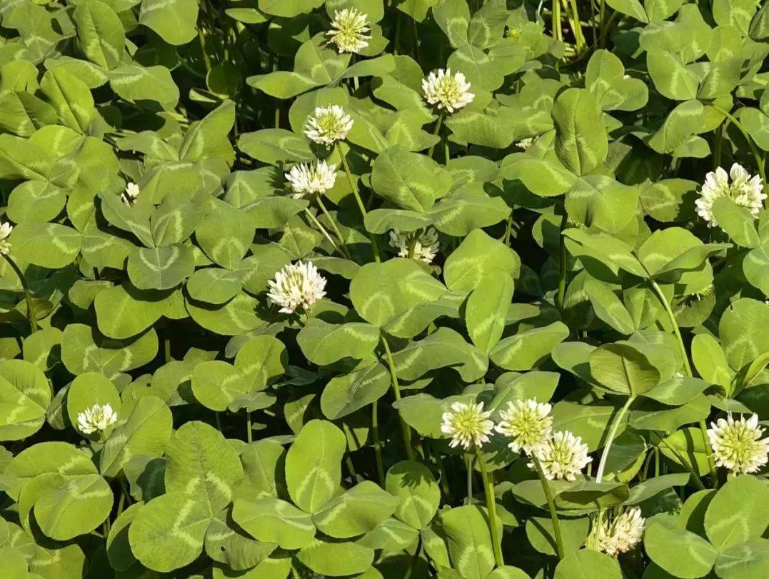 每每我望着你活动的身影,你可曾注意?(校园植物小图鉴)