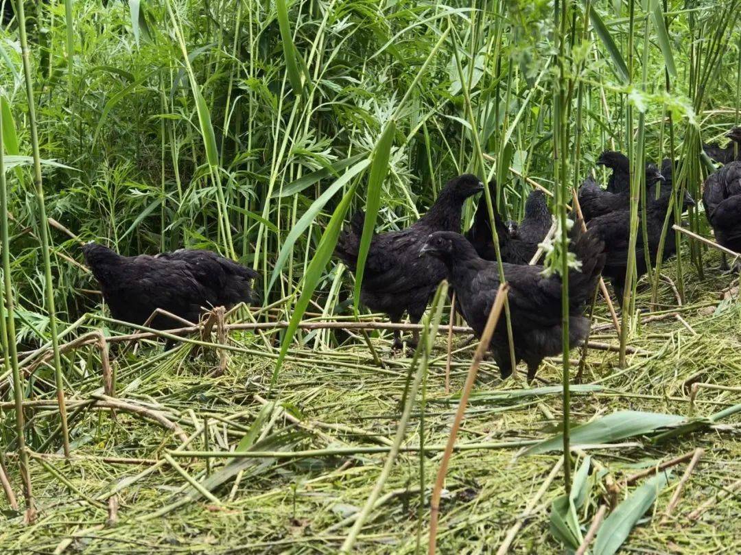 西坡镇:林下"生态鸡" 啄开"致富门"