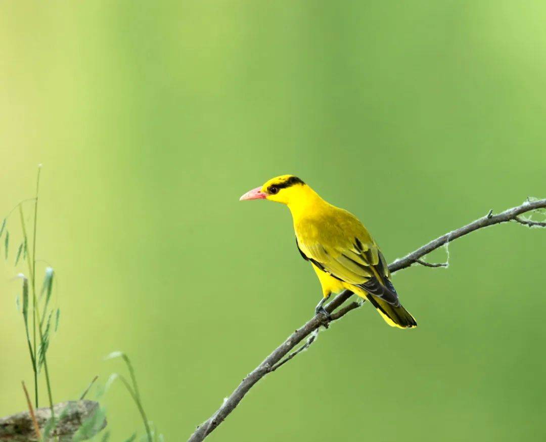 一大波高清美图!