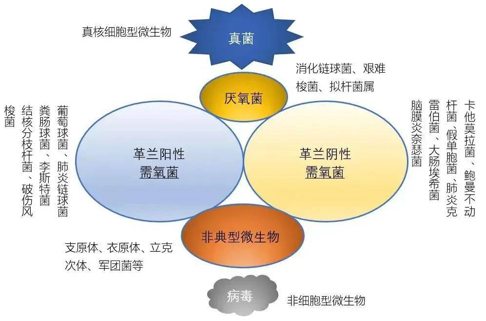 【药学科普】抗生素是如何杀死细菌的?滥用抗生素会有什么后果?