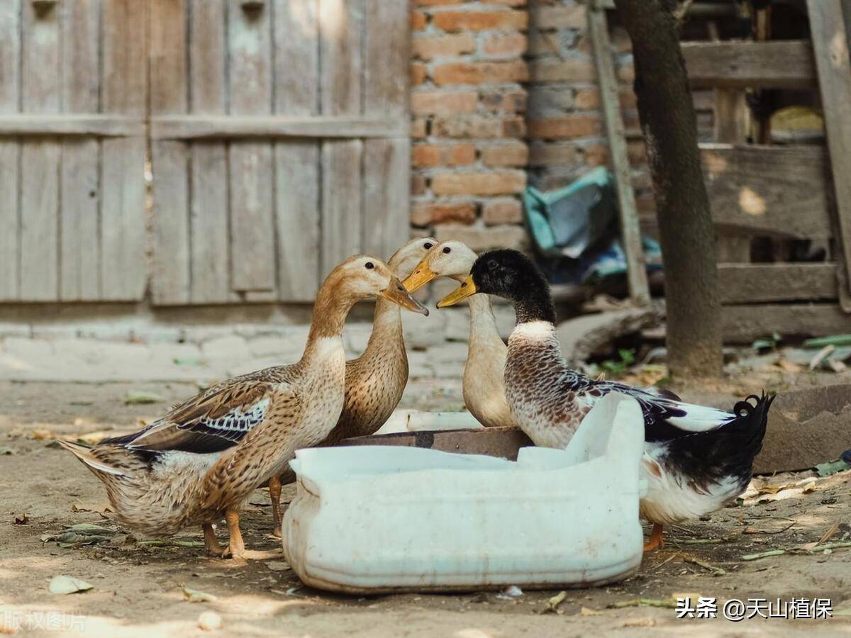 老鸭子养几年最营养